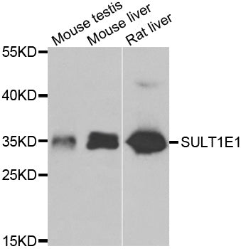 Western blot analysis of extracts of various cell lines, using SULT1E1 antibody.
