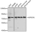 Western blot analysis of extracts of various cell lines, using ASPSCR1 antibody.