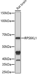 Western blot analysis of extracts of Rat brain cells, using RPS6KL1 antibody  at 1:1000 dilution.
Secondary antibody: HRP Goat Anti-Rabbit IgG   at 1:10000 dilution.
Lysates/proteins: 25ug per lane.
Blocking buffer: 3% nonfat dry milk in TBST.
Detection: ECL Basic Kit .
Exposure time: 10s.