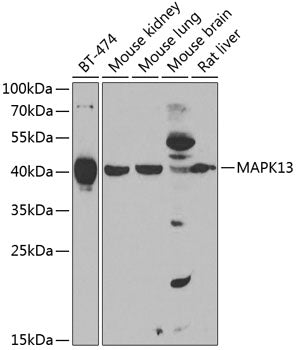 Western blot analysis of extracts of various cell lines, using MAPK13 antibody  at 1:1000 dilution._Secondary antibody: HRP Goat Anti-Rabbit IgG   at 1:10000 dilution._Lysates/proteins: 25ug per lane._Blocking buffer: 3% nonfat dry milk in TBST._Detection: ECL Enhanced Kit ._Exposure time: 90s.