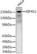 Western blot analysis of extracts of HeLa cells, using EIF4G1  antibody  at 1:500 dilution.
Secondary antibody: HRP Goat Anti-Rabbit IgG   at 1:10000 dilution.
Lysates/proteins: 25ug per lane.
Blocking buffer: 3% nonfat dry milk in TBST.
Detection: ECL Basic Kit .
Exposure time: 180s.
