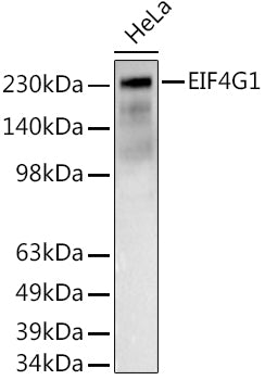 Western blot analysis of extracts of HeLa cells, using EIF4G1  antibody  at 1:500 dilution.
Secondary antibody: HRP Goat Anti-Rabbit IgG   at 1:10000 dilution.
Lysates/proteins: 25ug per lane.
Blocking buffer: 3% nonfat dry milk in TBST.
Detection: ECL Basic Kit .
Exposure time: 180s.
