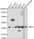 DIMT1 polyclonal antibody - Figure 1 of 1