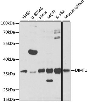 DIMT1 polyclonal antibody - Figure 1 of 1