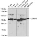 Western blot analysis of extracts of various cell lines, using UGT3A2 antibody.