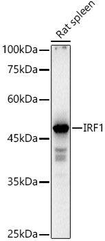 Western blot analysis of extracts of Rat spleen, using IRF1 antibody  at  1:1000 dilution.
Secondary antibody: HRP Goat Anti-Rabbit IgG   at 1:10000 dilution.
Lysates/proteins: 25ug per lane.
Blocking buffer: 3% nonfat dry milk in TBST.
Detection: ECL Basic Kit .
Exposure time: 10s.