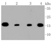 TOM20 Rabbit monoclonal antibody - Figure 1 of 1