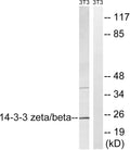 14-3-3 Beta Polyclonal Antibody – Figure 1 of 1