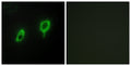 14-3-3 Gamma Polyclonal Antibody – Figure 1 of 1