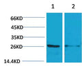14-3-3 Epsilon Polyclonal Antibody – Figure 1 of 1