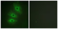 A Cyclase V/VI Polyclonal Antibody – Figure 1 of 1