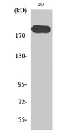 ABCA6 Polyclonal Antibody – Figure 1 of 1
