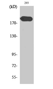 ABCA6 Polyclonal Antibody – Figure 1 of 1