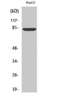 ABCB7 Polyclonal Antibody – Figure 1 of 1