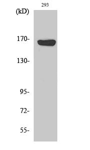 ABCC12 Polyclonal Antibody – Figure 1 of 1