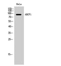 ABCF1 Polyclonal Antibody – Figure 1 of 1