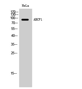 ABCF1 Polyclonal Antibody – Figure 1 of 1