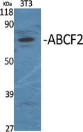ABCF2 Polyclonal Antibody – Figure 1 of 1