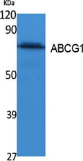 ABCG1 Polyclonal Antibody – Figure 1 of 1