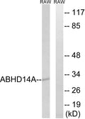 ABHD14A Polyclonal Antibody – Figure 1 of 1