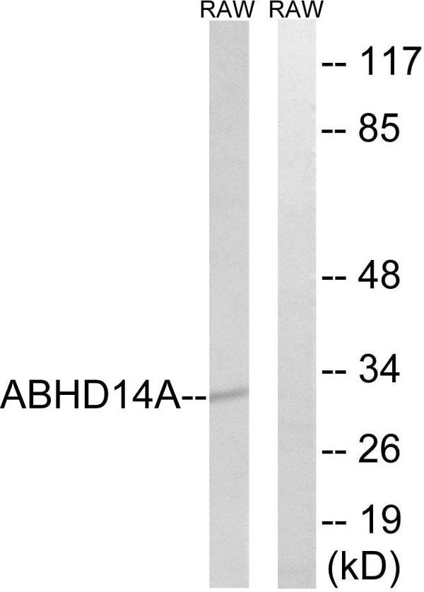 ABHD14A Polyclonal Antibody – Figure 1 of 1