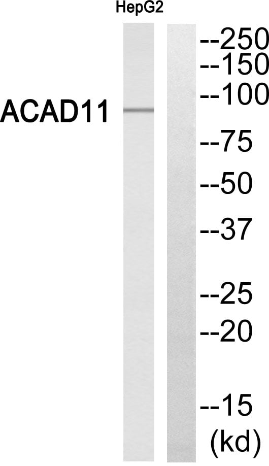 ACAD-11 Polyclonal Antibody – Figure 1 of 1