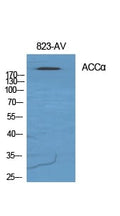ACC Alpha Polyclonal Antibody – Figure 1 of 1