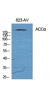 ACC Alpha Polyclonal Antibody – Figure 1 of 1