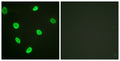 Acetyl Histone H2B (K12) Polyclonal Antibody – Figure 1 of 1