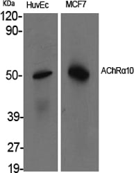 AChR Alpha10 Polyclonal Antibody – Figure 1 of 1