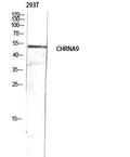 AChR Alpha9 Polyclonal Antibody – Figure 1 of 1