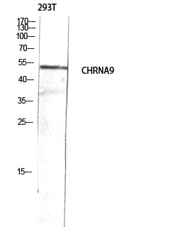 AChR Alpha9 Polyclonal Antibody – Figure 1 of 1