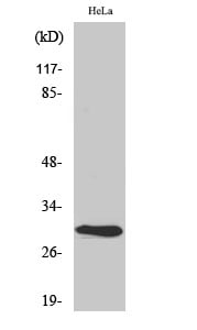 AI-BP Polyclonal Antibody – Figure 1 of 1