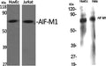 AIF-M1 Polyclonal Antibody – Figure 1 of 1