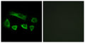 AIRP Polyclonal Antibody – Figure 1 of 1