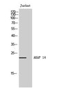 AKAP 14 Polyclonal Antibody – Figure 1 of 1