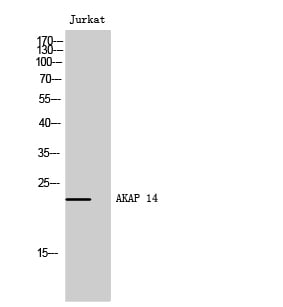 AKAP 14 Polyclonal Antibody – Figure 1 of 1