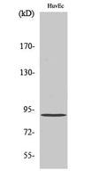 AKAP 149 Polyclonal Antibody – Figure 1 of 1