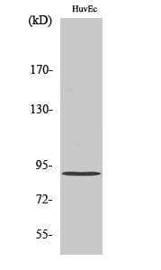 AKAP 149 Polyclonal Antibody – Figure 1 of 1
