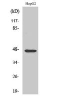 AKAP 79 Polyclonal Antibody – Figure 1 of 1