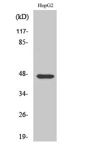 AKAP 79 Polyclonal Antibody – Figure 1 of 1