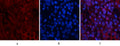 Akt Polyclonal Antibody – Figure 1 of 1