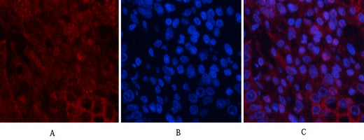 Akt Polyclonal Antibody – Figure 1 of 1
