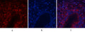 Akt1 Polyclonal Antibody – Figure 1 of 1