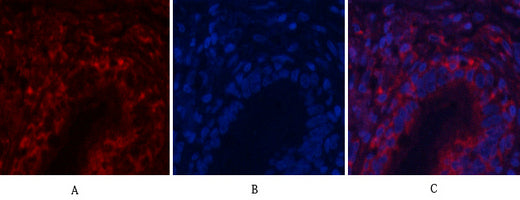 Akt1 Polyclonal Antibody – Figure 1 of 1
