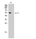 Akt1/3 Polyclonal Antibody – Figure 1 of 1
