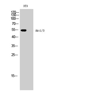 Akt1/3 Polyclonal Antibody – Figure 1 of 1