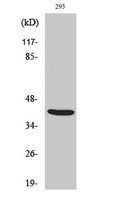 ALX3 Polyclonal Antibody – Figure 1 of 1