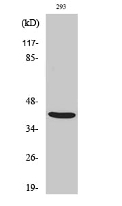 ALX3 Polyclonal Antibody – Figure 1 of 1