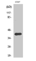 AMID Polyclonal Antibody – Figure 1 of 1